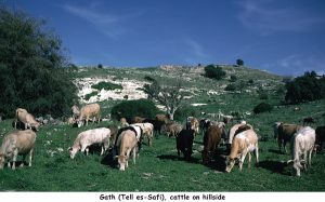 Gath (Tell es-Safi), cattle on hillside