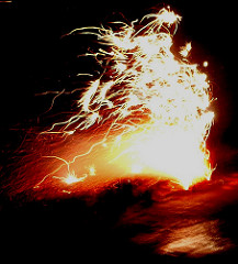burning bush photo