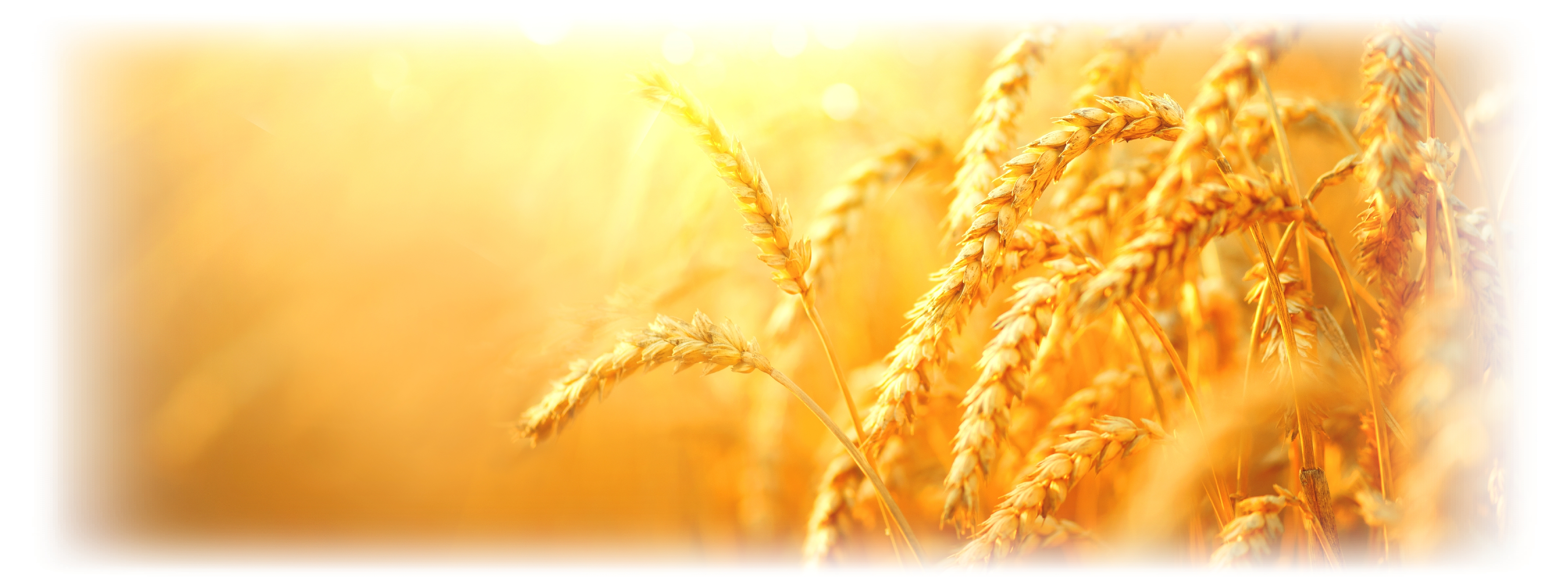 In Due Season We Shall Reap | Sowing To The Spirit | Video
