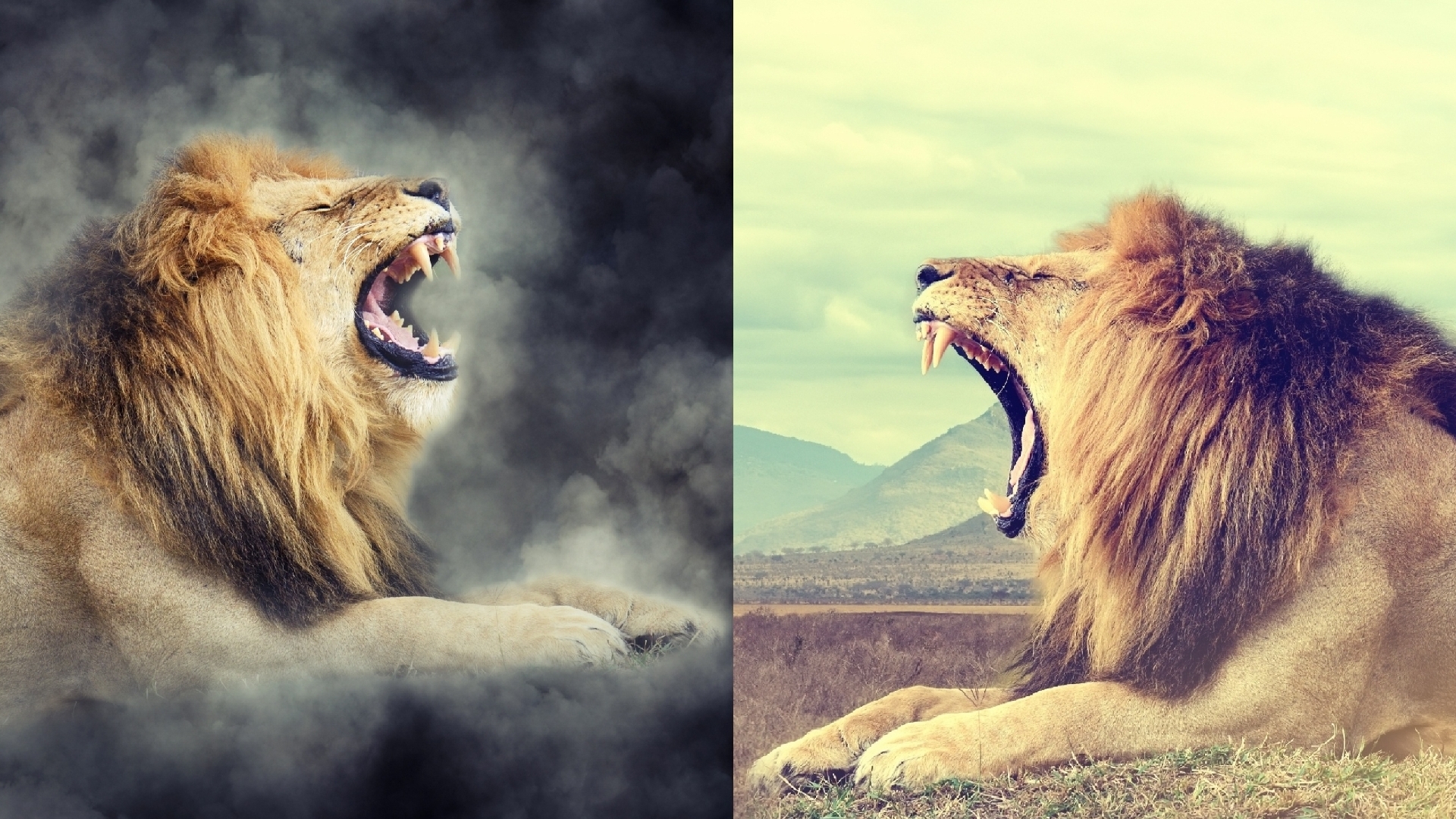 Whose Roar Will You Listen To ?