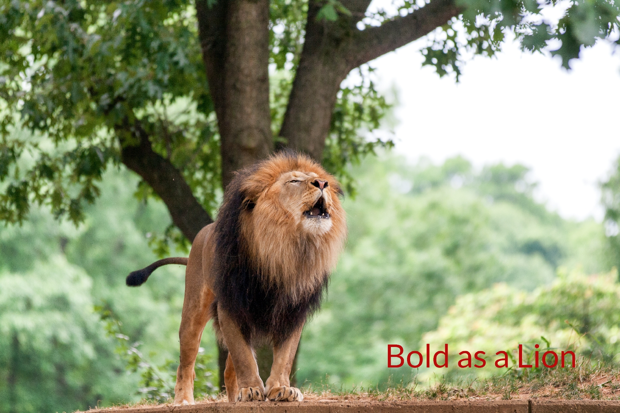 Bold As A Lion | Making A Stand | Video